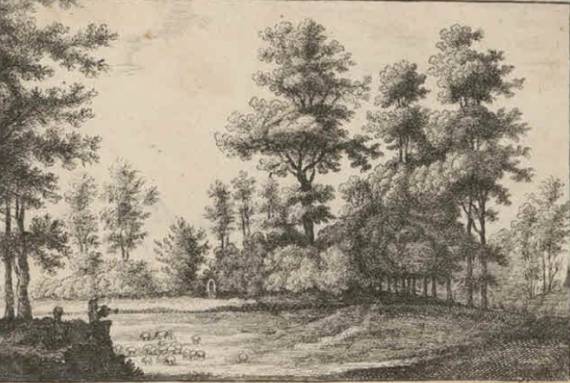 Wooded Landscape