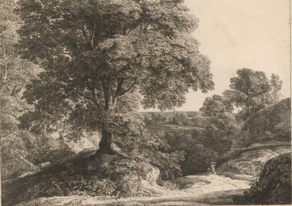 Wooded Landscape