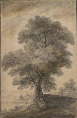 High Tree