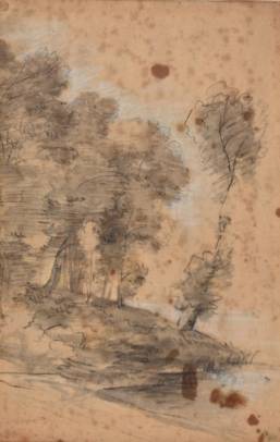 Forest Landscape
