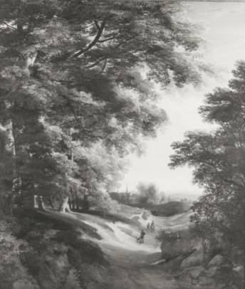 Wooded Country Lane