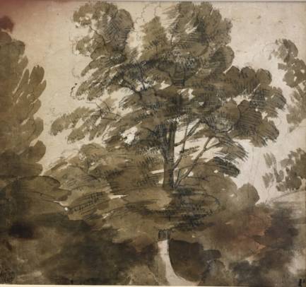 A Large Tree