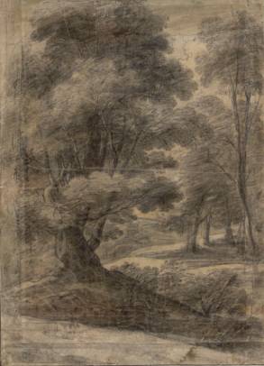 Wood with Old Tree