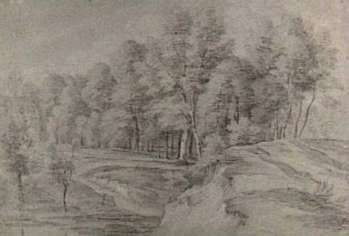 Hilly Forest Landscape