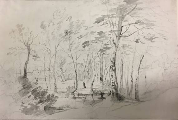 A Pond in the Forest