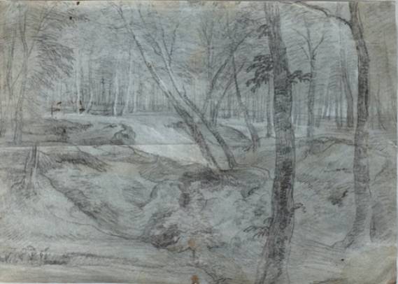 View of a Forest Glade