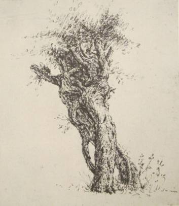 Study of a Tree