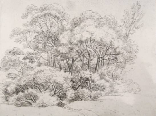 A Coppice