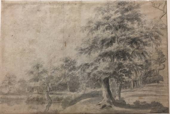 High Trees on the Shore of a Pond