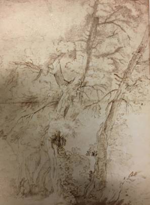 Study of Trees