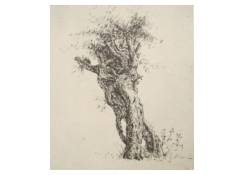 drawings CB:660 Study of a Tree