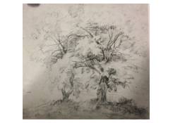drawings CB:914 A Study of Two Trees