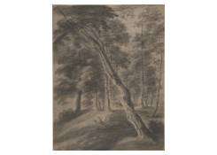 Forest Scene with Tree in the Foreground