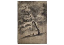 CB 950: Trees Study Work 950: Trees Study